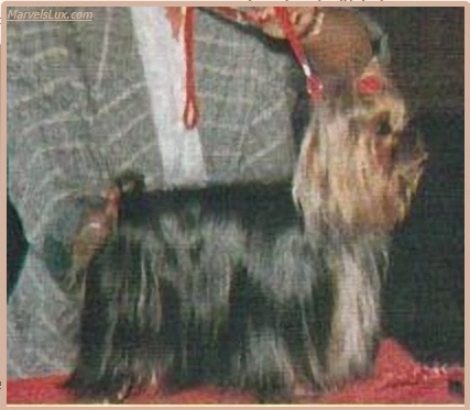 BACCARA A` MIDNIGHT LADY — Labaza DogPedigree YorkshireTerrier